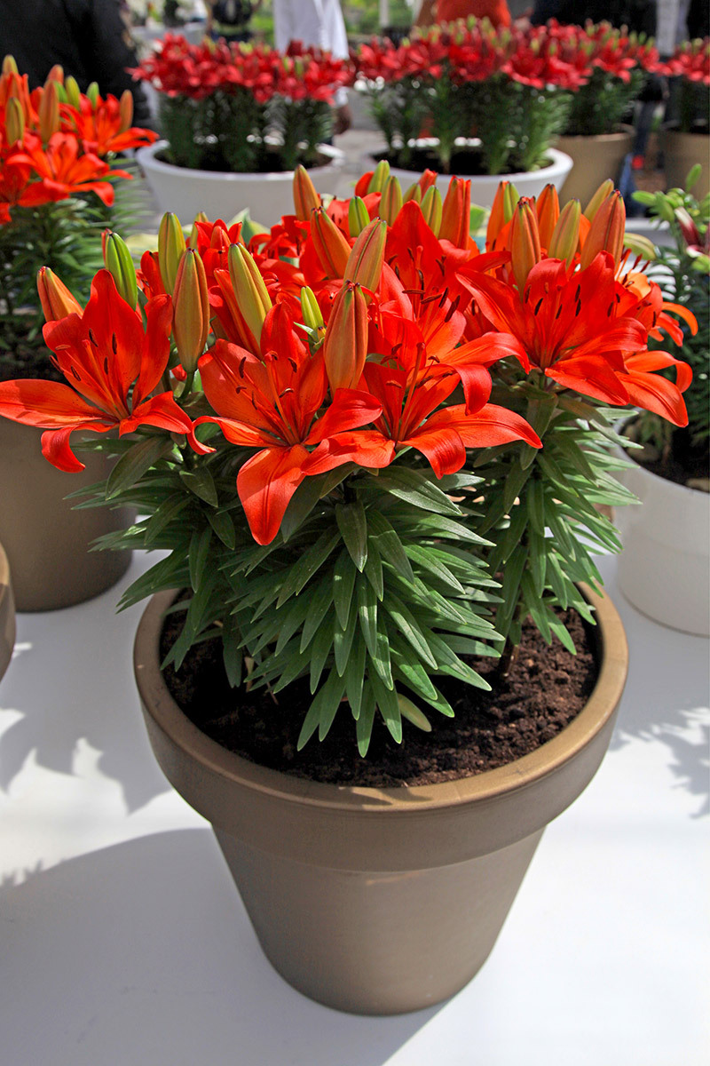 roses chrysanthemums