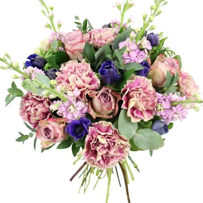 This image presents a beautifully spiralled bouquet, photographed against a pristine white background to showcase every nuance of colour and texture. At its heart, full-bloom garden roses in blush pink, dusty mauve, and antiqued rose tones form an opulent centrepiece, their tightly layered petals unfurling in graceful whorls. Nestled around them, generous clusters of carnations add an abundance of soft ruffles, the petals gently transitioning from creamy beige and pale blush at the base to more intense rose and fuchsia at the tips, creating a sense of depth and movement. Interrupting the gentle pinks are vivid strokes of indigo and royal blue: some flowers are still in closed, tulip-like buds, while one striking anemone opens wide, its rich blue petals circling a dark, almost black centre that commands attention near the base of the bouquet. Fine spires of lilac and pale lavender stock rise through the design, their many tiny blossoms arranged along slender stems, introducing vertical interest and an impression of lightness often associated with spring days around Belvedere. The floral display is framed by an abundance of foliage, notably rounded silver-green eucalyptus leaves and darker, glossy greenery that provide structure, contrast, and a cool, slightly aromatic presence. At the bottom, the stems are brought together and neatly tied, visible as a tight bundle that reveals the bouquet's hand-tied construction and freshness, ready for local delivery to homes and businesses throughout Belvedere. The harmonious blend of romantic pinks, gentle purples, bold blues, and verdant greens conveys both elegance and warmth, making this arrangement perfect for anniversaries, refined celebrations, or as a sophisticated statement piece on a dining table or console.