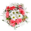 This fresh bouquet, thoughtfully designed to celebrate the renewal of spring, radiates the unique charm found across Belvedere's flourishing gardens. At its core, pristine white daisies beam with promise, their golden-lime centres standing out among a sea of coral-pink carnations, whose ruffled forms impart both vibrancy and softness. Airy sprigs of white gypsophila swirl gently throughout the bouquet, evoking the fleeting beauty of morning mist over Lesnes Abbey Woods. Subtle accents of blush-toned alstroemeria buds and cool eucalyptus hint at tender new beginnings, while deep green foliage provides a lush, comforting base. The palette inspires a calm exuberance, ideal for a milestone birthday, a thoughtful thank-you, or as a centrepiece that brightens any Belvedere living space with the joyous spirit of local floristry. Every detail captures the devotion and expertise of Belvedere's flower artisans-making this arrangement not just a gift, but a sensory homage to community, celebration, and the beauty that thrives all around.