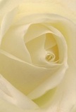 Let your imagination linger inside the delicate centre of this cream-white rose-a creation typical of Belvedere's floral artisans. The petals unfurl softly, each one a whisper-thin layer of ivory and pale lemon, illuminated by the diffused daylight reminiscent of a new dawn over Belvedere Hill. The smooth, matte texture hints at silkiness, inviting tactile curiosity, while the gentle interplay of light and shadow adds quiet drama and dimension to its form. Outer petals, nearly translucent and meticulously arranged, exude fragility and strength, capturing the subtle power of nature guided by a florist's hand. The composition is infused with tranquility, conjuring the peace one feels sitting in Belvedere Park or by the riverbank. This rose is a pure emblem of reverence and grace, making it an ideal choice for expressing sympathy, deep appreciation, or the promise of new beginnings. A soft, clean fragrance seems to hover, evoking comfort. Every thoughtfully placed petal, every curve, echoes the artistry and heartfelt care Belvedere Flowers brings to each thoughtfully delivered bouquet-an invitation to share love and reflection within the Belvedere community.